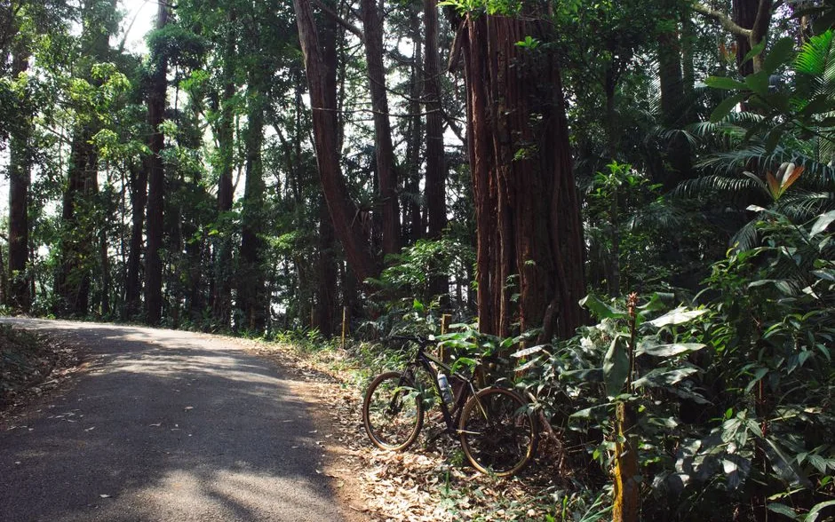 Vélo posé contre un arbre au bord d’un chemin forestier
